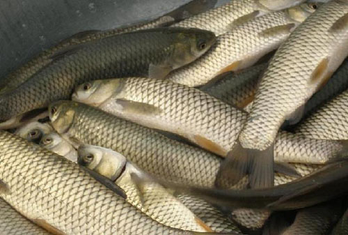 草魚(yú)