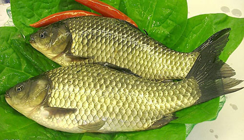 鯽魚(yú)