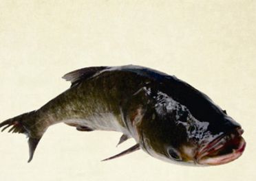 雄魚(yú)