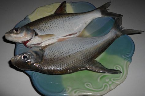 鳊魚(yú)